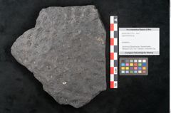 Foto (Objekt + Etikett) von Lepidodendron sp.  (NHMW-GEO-2024-0188-11170)